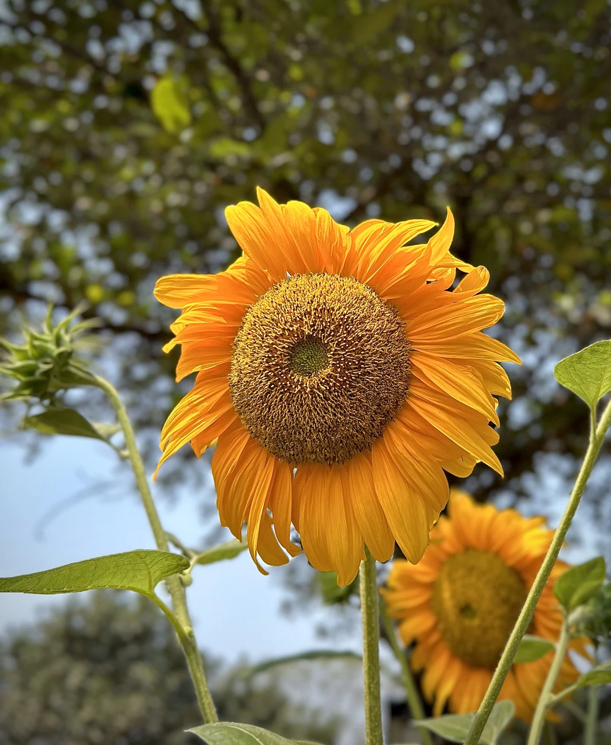 A sunflower in bloom, with yellow petals around its textured seed center.