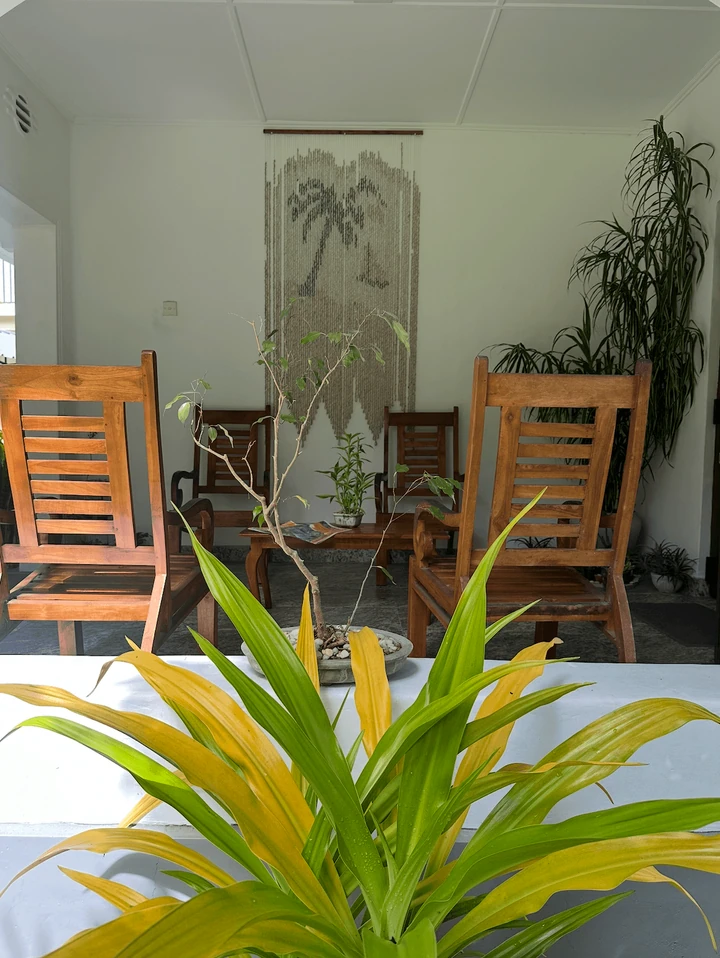 Green plants beside wooden chairs in a sunlit room.