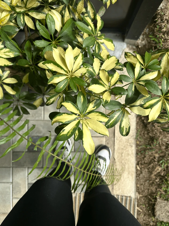 A view of variegated leaves and shoes from above.