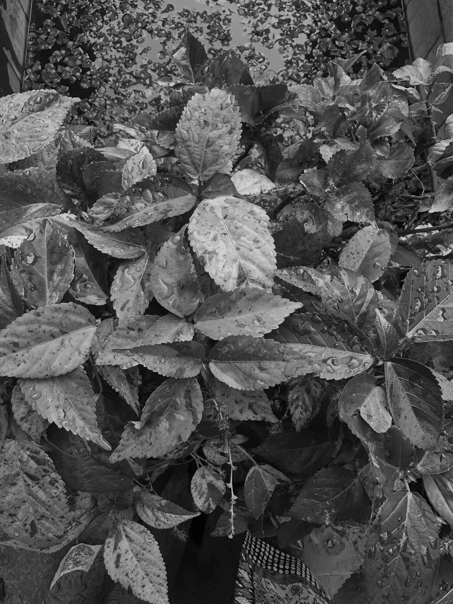 Textured leaves and ground cover photographed in black and white.