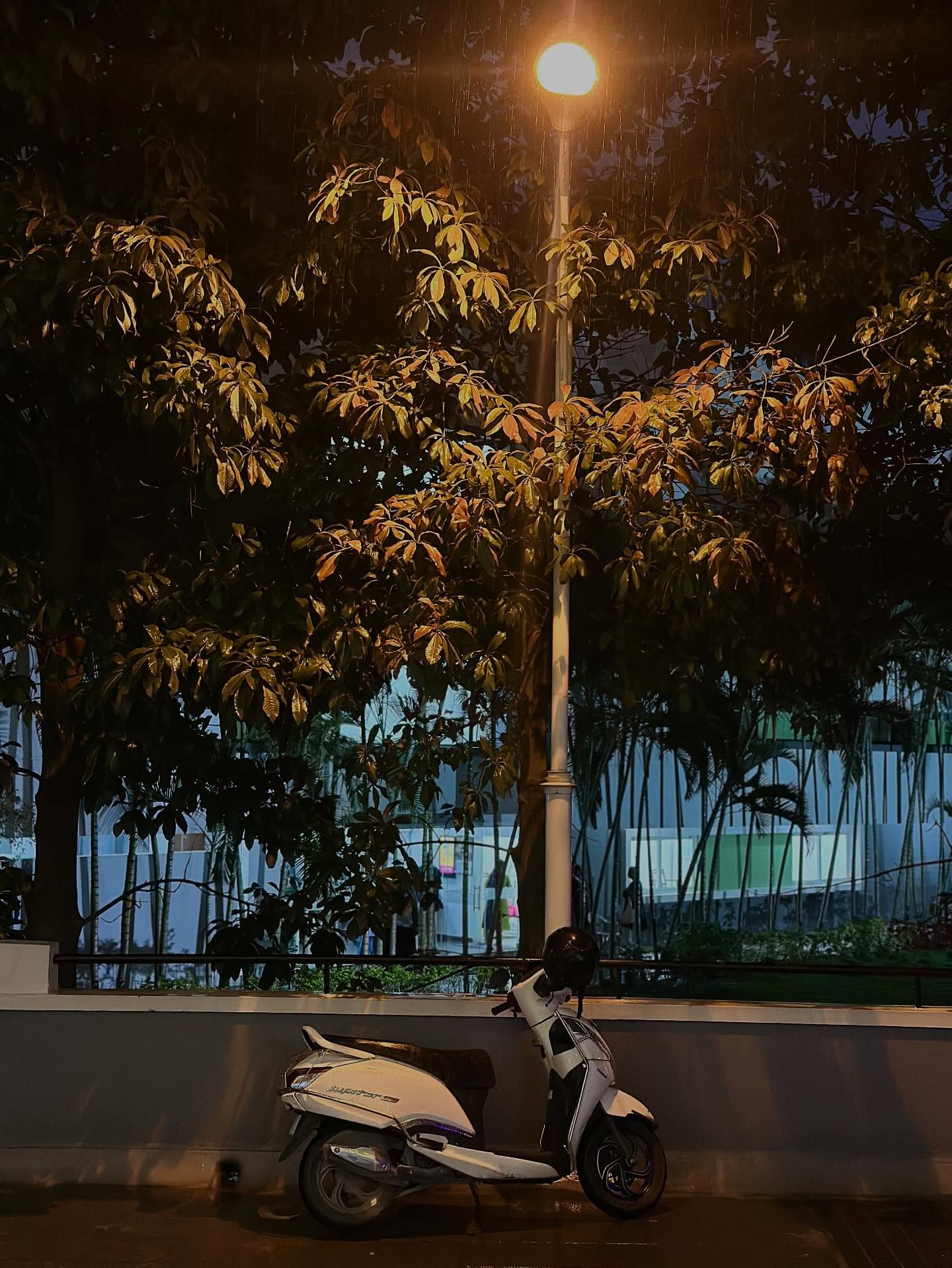 A glowing street lamp illuminating tree leaves at night.
