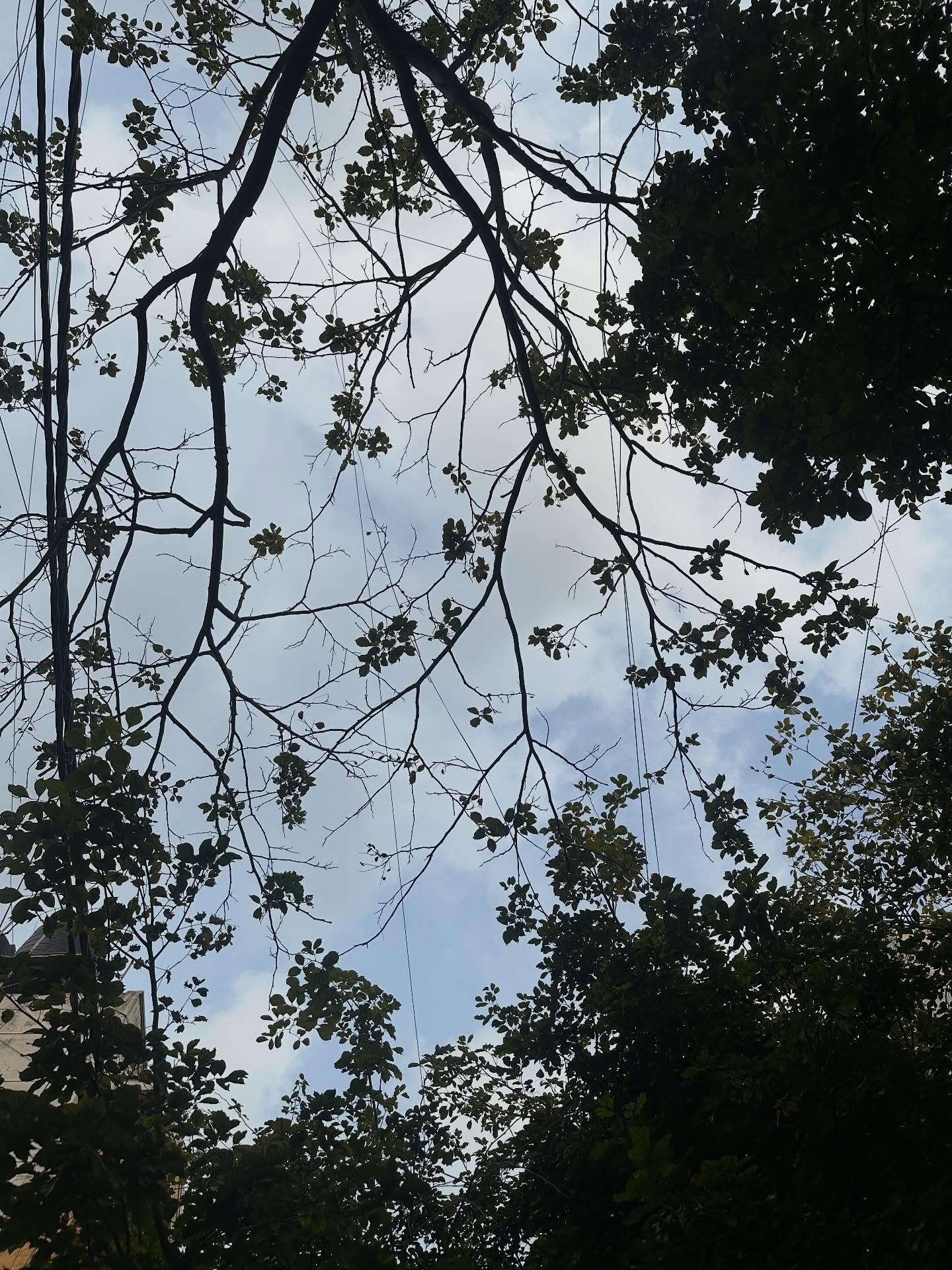Dark branches and leaves silhouetted against a pale sky.