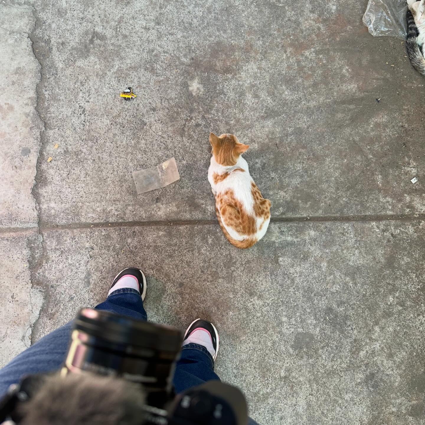 An orange and white cat sitting on a grey pavement, seen from above.