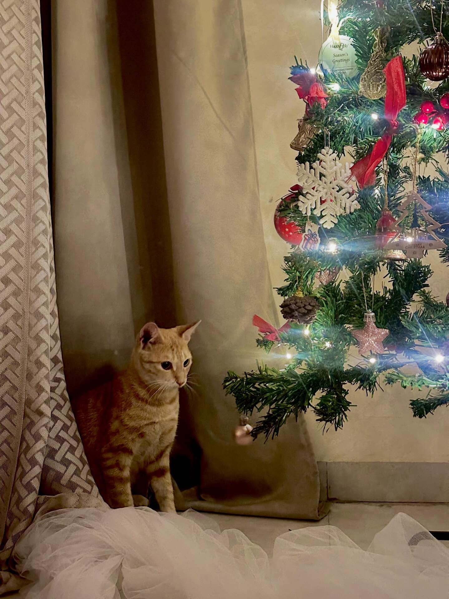 A ginger cat sitting beside a Christmas tree.