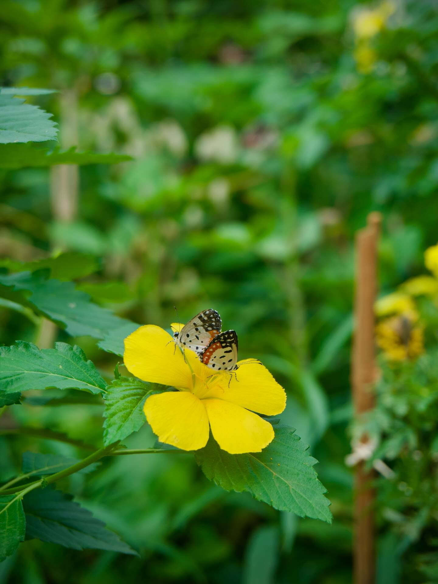 A small insect on a bright yellow flower among green leaves.