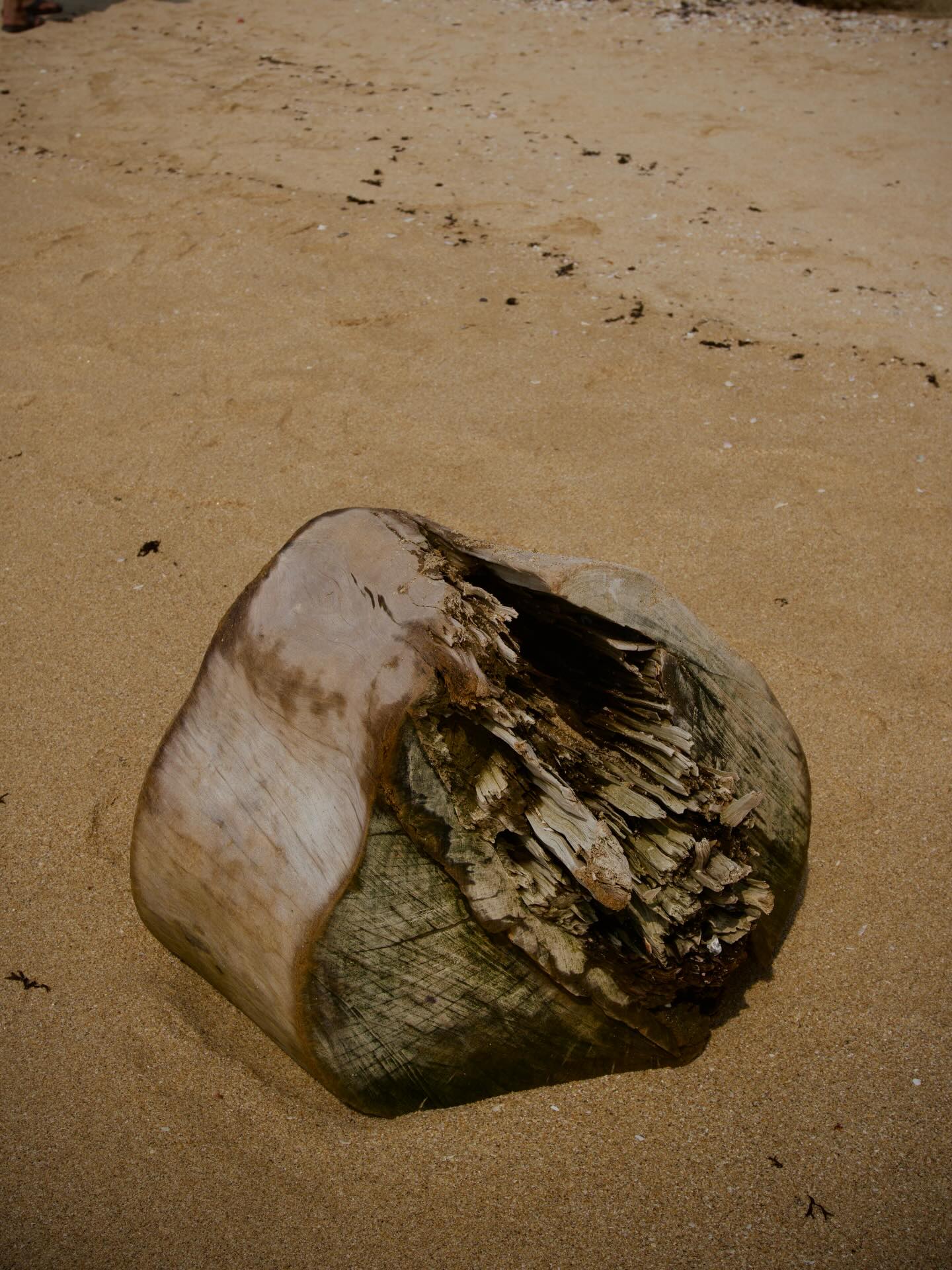 A weathered coconut shell resting in the sand.